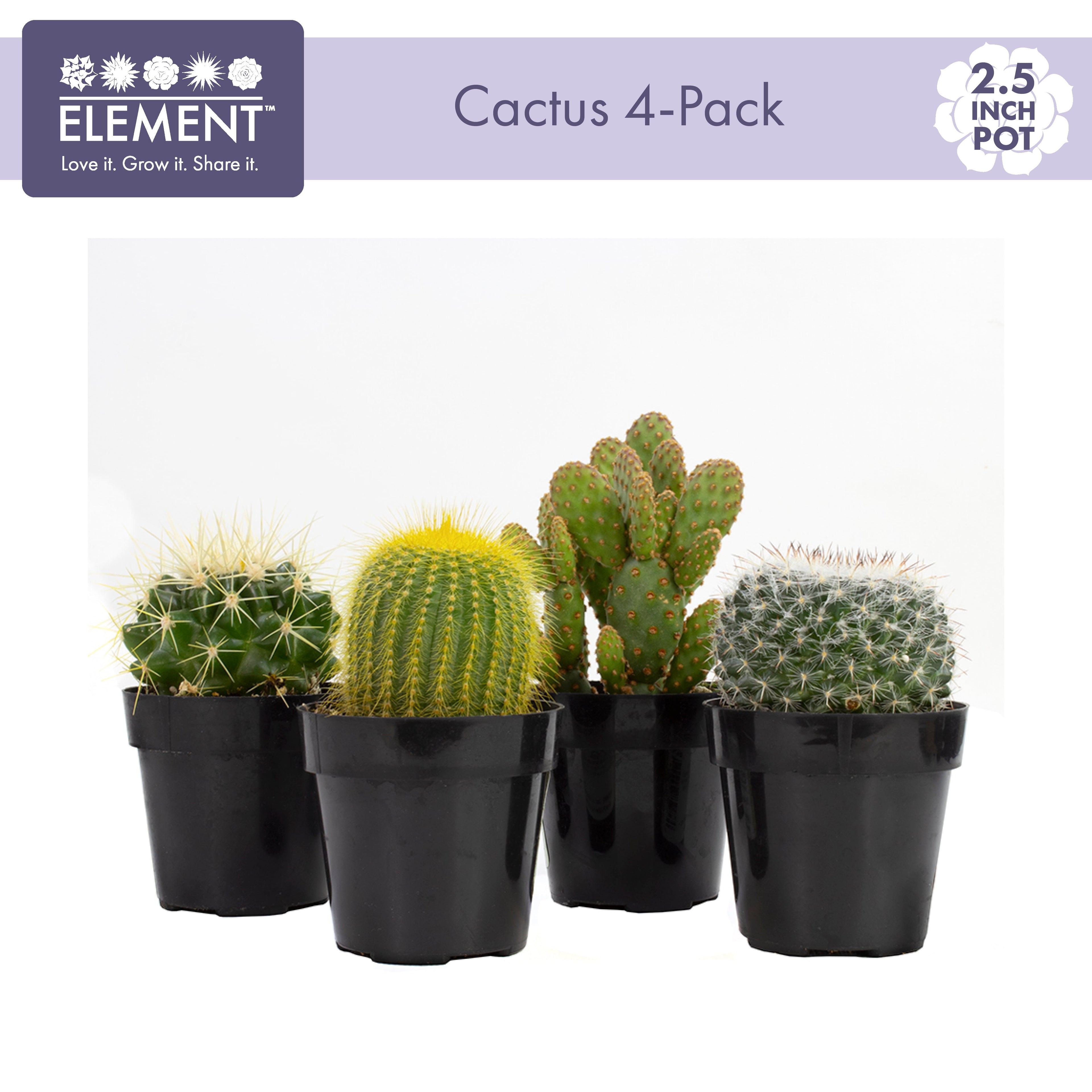 Element by  Live Cactus Plants 4-Pack - Succulent Plants, Full Sun - 2.5-Inch Pots