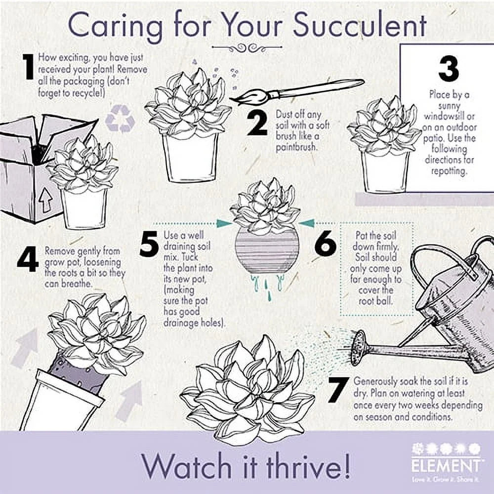 Element by  Live Cactus Plants 4-Pack - Succulent Plants, Full Sun - 2.5-Inch Pots